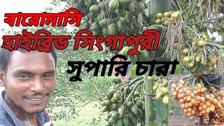 বারোমাসি হাইব্রিড সিংগাপুরী সুপারির(ভিয়েতনাম) চারা।