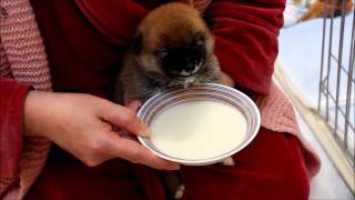 柴犬クーニー(85)　ミルクを飲む　Shiba Inu baby drinks a lot of milk