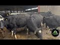 xbred in calf heifers