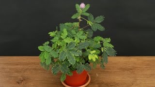 Growing the Sensitive Plant  (Mimosa pudica)