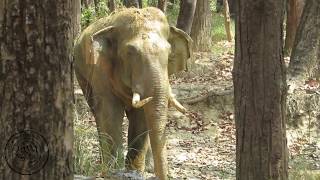 TIGER TOPS - Wild bull elephant encounter and mock charge