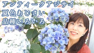 大特集！　アンティークアジサイ　1年のうち1か月間しか販売されない　幻の夏色あじさい　さかもと園芸のアンティークアジサイ