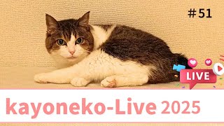 【夜の猫ライブ】かよねこライブ【nighttime catlive】