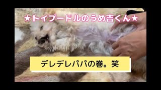 デレデレパパの巻 ★トイプードルのうめ吉くん（80日目)★