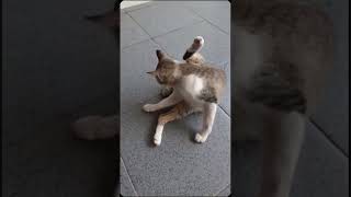 Curhatan kucing #cat #catlover #tingkakucinglucu #funny #tingkahkucinglucu #kucing #tingkahkucing