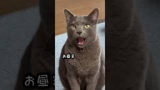 【ロシアンブルー】お昼寝から起きてきためろん...こんな感じ🤭【猫】#shorts