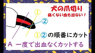 トリマーさん必見！プロが教える爪切り【黒爪でも出血しない痛くない】あなたはどっちの切り方