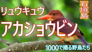 美しいリュウキュウアカショウビン