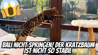 Fast wäre Bali da runter geklatscht!! Und ich habe die Babykatze endlich wieder gesehen