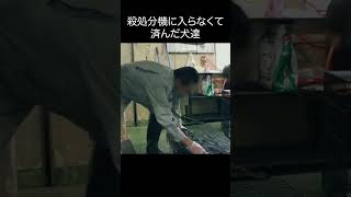 殺処分機に入らなくて済んだ犬達【ピースワンコ】