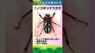 クワガタの見分け方（メスversion）#カブトムシ #クワガタ #クワカブ #shorts