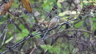 宮ヶ瀬湖 早戸川林道のベニマシコ（雌）その５２（4K60P動画）