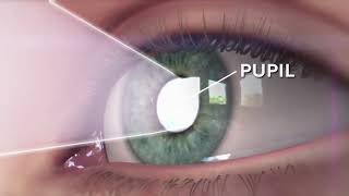 How eyes works? (Animation) explained within one minute.