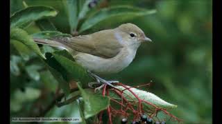 Chiffchaff Autumn call.