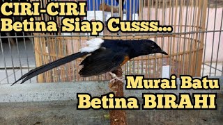 Ciri Ciri Murai Batu Betina Siap Kawin dan Ciri-Ciri Sudah Birahi