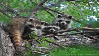 Raccoon Eviction