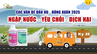 APN - CÁC VẤN ĐỀ ĐẦU VỤ ĐÔNG XUÂN 2025 | NGẬP NƯỚC , YẾU CHỒI, DỊCH HẠI