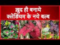 How to make Healthy new caladium bulbs ॥क्लेडियम के नये बल्ब कैसे तैयार करे ॥ caladium propgation