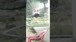 peacock 🦚🦚 sound #gorkha #gadi #dimapur #car #chumukedima#carwax#viral #old#vairalvedio#india#nepal