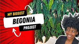 Create a Unique and Eye-Catching Begonia Maculata Planter