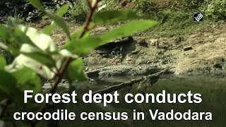 Forest dept conducts crocodile census in Vadodara