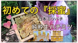 【養蜂】初めての採蜜！日本ミツバチの純粋生ハチミツはおいしいの概念を超えました