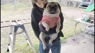 娘と戯れるぷぅと、それを横目にDIYに励む父 パグ犬ぷぅPug