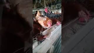 Feeding my Rainbow rooster chicken in a raised chicken house