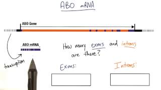 Exons and Introns - Tales from the Genome