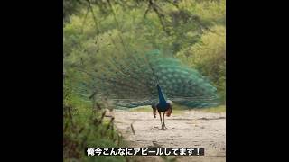 誰か見てくれ(クジャク) #shorts