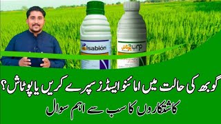 Best wheat foliar spray of amino acids or potash | Potash foliar spray || Apna Kisan Pakistan