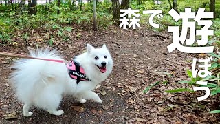 森遊びにワクワクが止まらない白犬【犬とキャンプ＠北軽井沢スウィートグラス】