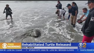 Rehabilitated Sea Turtle Released Back Into Ocean