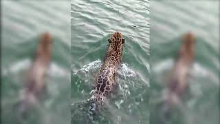 Rare Glimpse of Jaguar Swimming in Belize | WCS