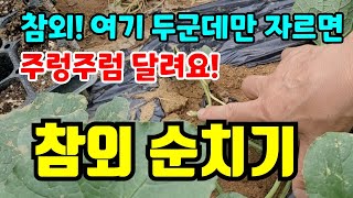 참외가  많이 열리는데는 따로 있어요.순치기만 잘해도 주위에 나눠먹고도 남을정도로 많이 열려요.