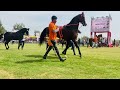 અશ્વ શો જસરા ashwa mela jasara jasara mega ashwa show 2025 jasara horse show 2025 marwadihorseshow