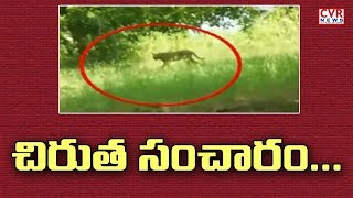 Leopard Attack on Sheep Flock and Buffalo in Malyala | Jagtial | CVR News