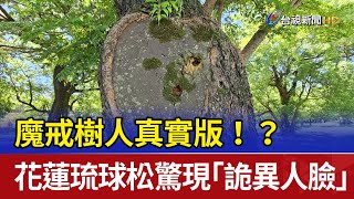 魔戒樹人真實版！？ 花蓮琉球松驚現「詭異人臉」