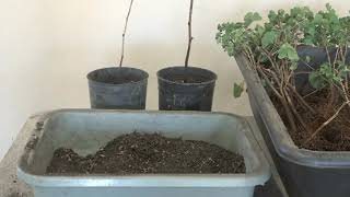 GINKGO CUTTINGS FROM  JANUARY 2022