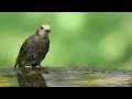 ♪鳥くん野鳥動画（権現山）ヒヨドリ水浴び