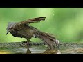 ♪鳥くん野鳥動画（権現山）ヒヨドリ水浴び