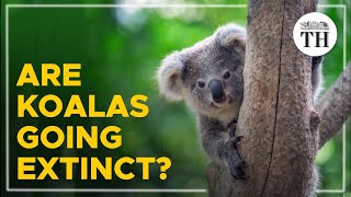 Are koalas going extinct?