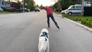 Husky Chasing a Rollerblader at Full Speed