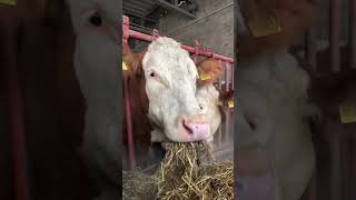 🔴 SIMMENTAL CATTLE ✅ Biggest Bulls And Cow