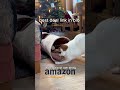 top amazon christmas u0026 pet product deals 🎄🐾 best gifts for the holidays shorts