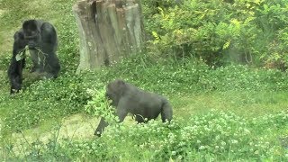 シャバーニ家族 308 Shabani family gorilla