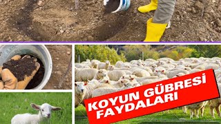 Yanmış hayvan gübresi kullanımı  Yanmış gübre nasıl olmalı , kolay uygulayabilceğiniz çiftlik gübre