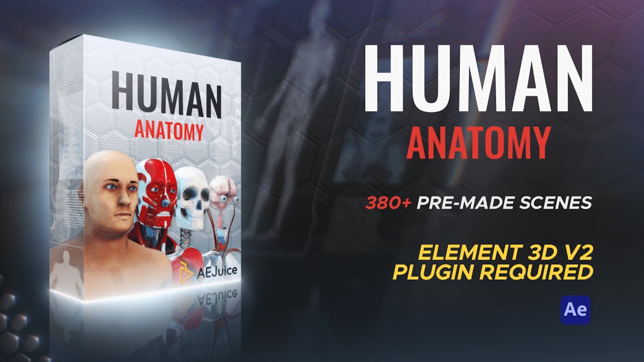 Human Anatomy Youtube