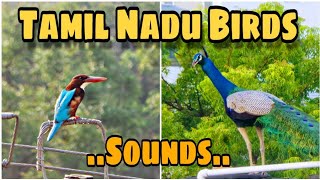 Top Tamil Nadu Birds \u0026 its sounds