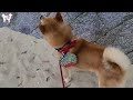 岩国市通津美が浦公園で浜辺を散歩してきたワン！！嵐山の柴犬ジェームス！～shiba inu james by kyoto～